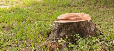 closeup of a stump of the tree waiting to be removed