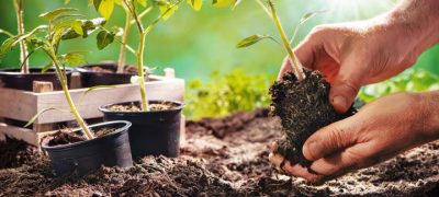 farmer holding a seedling preparing to be planted in the organic garden