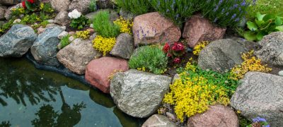small pond in the garden, hard rock landscape and small flowers