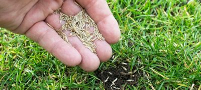 closeup of a hand with seeds, dropping them on the soil