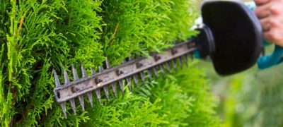 a gardener with a garden tool at work to have a beautiful shrubs