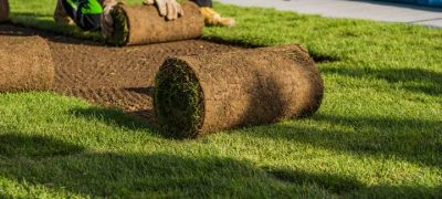 gardener rolling natural grass in a residential backyard