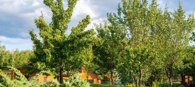 grown trees at the back of a house ready for trimming