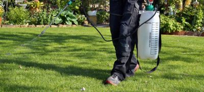 gardener spraying pesticide using a portable sprayer to eradicate garden weeds